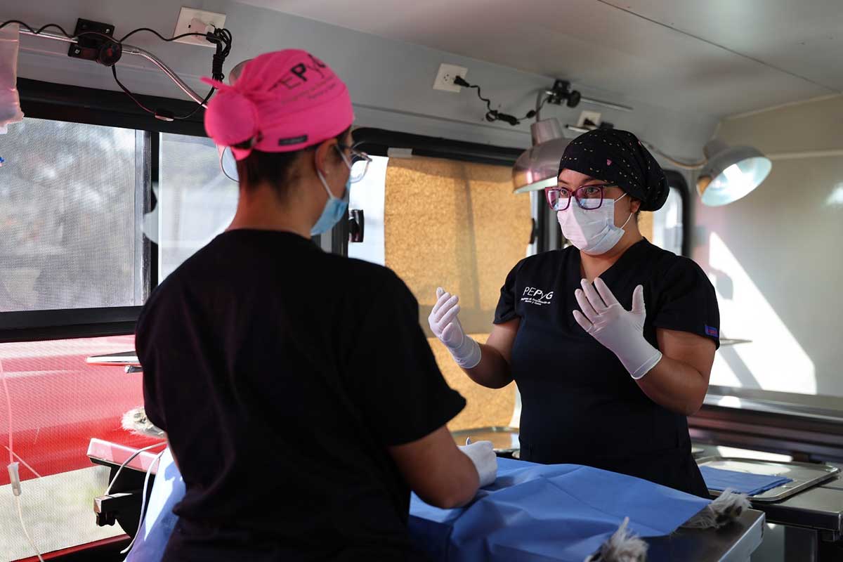 Esterilización animal, clave para frenar la sobrepoblación de perros y gatos en México