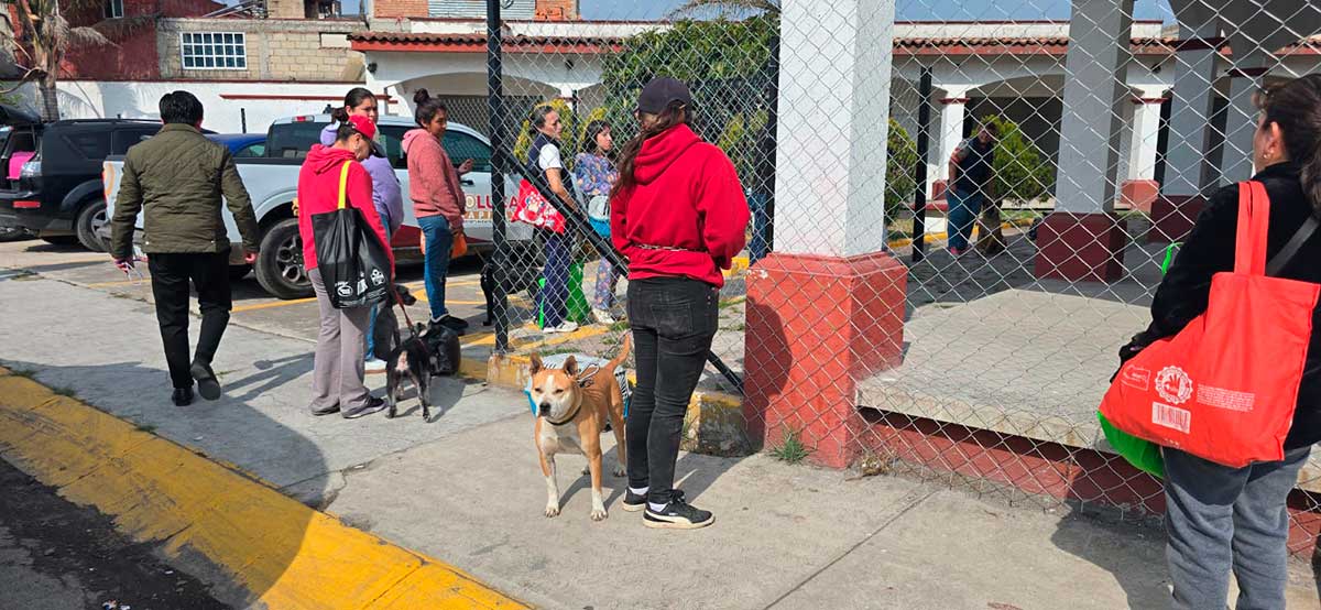 Esterilización y vacunación a animales de compañía en Toluca.