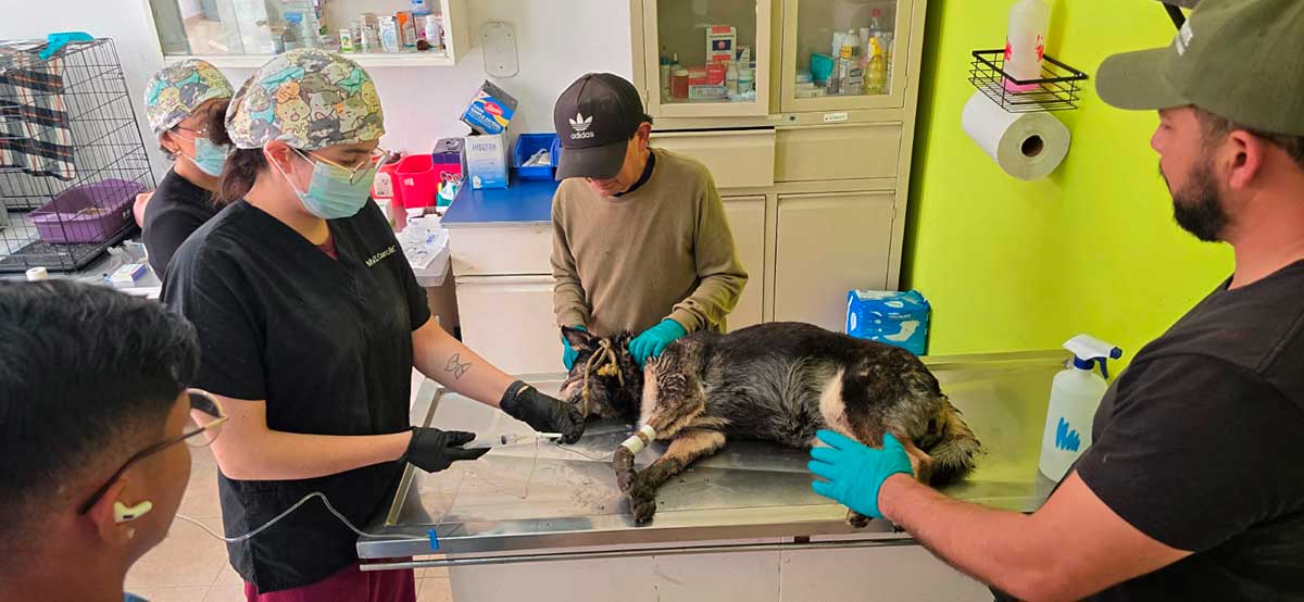 Toluqueños apoyan lucha libre con causa en beneficio de “michis y lomitos”