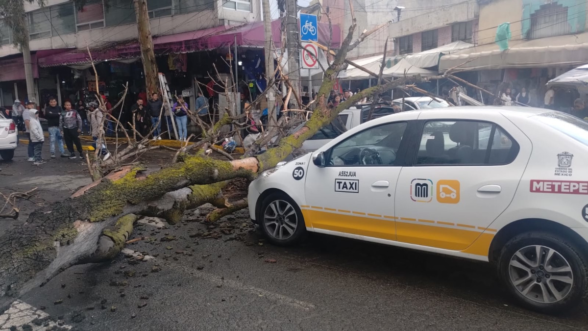 Cae árbol en Toluca.
