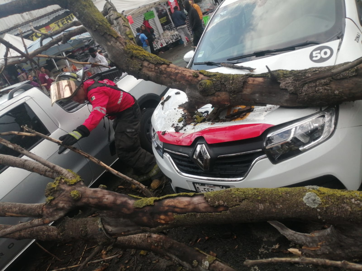 Cae árbol en Toluca.