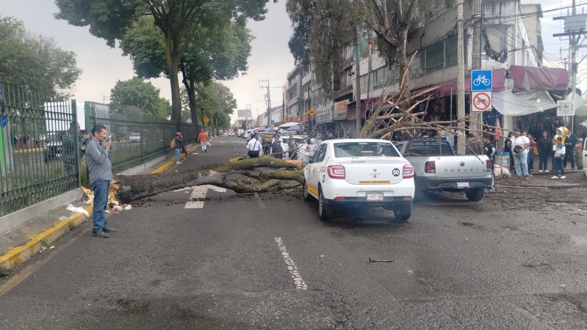 Atiende Protección Civil de Toluca caída de árbol en Boulevard Isidro Fabela