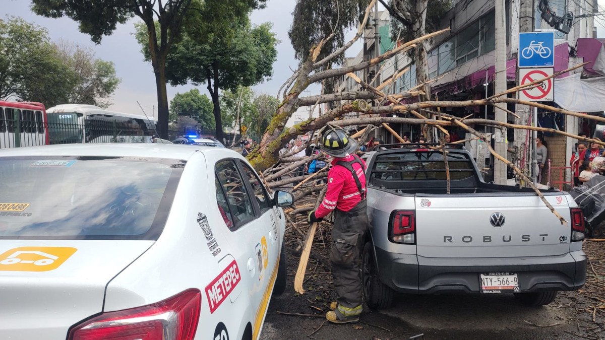 Cae árbol en Toluca.