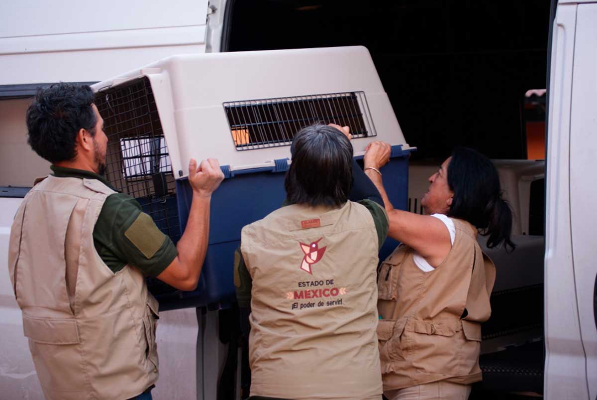 Edomex endurece sanciones por maltrato anmial.