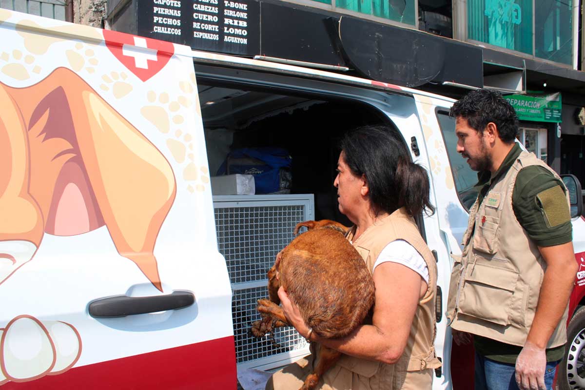 Nueva ley en el Edomex endurece sanciones por maltrato animal: multas de hasta 35 mil pesos
