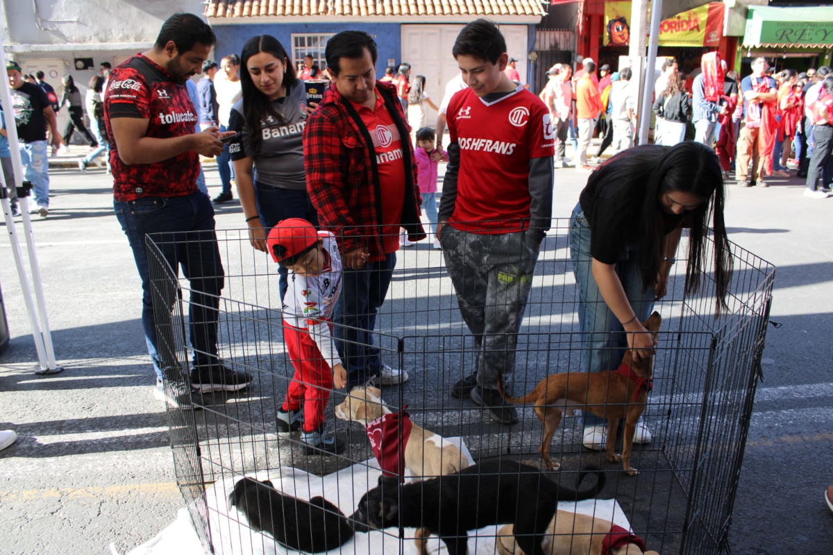 Edomex crea fondo para la protección de animales.