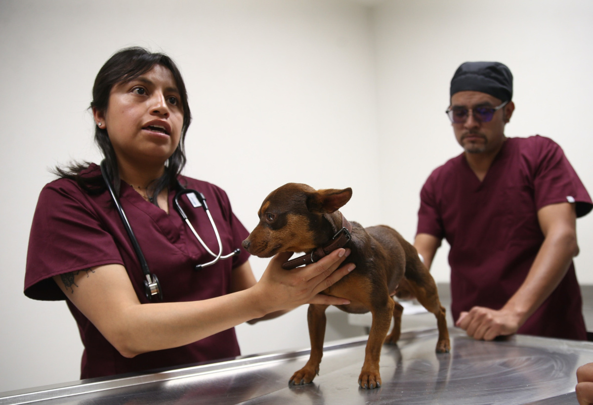 Edomex crea fondo para la protección de animales.