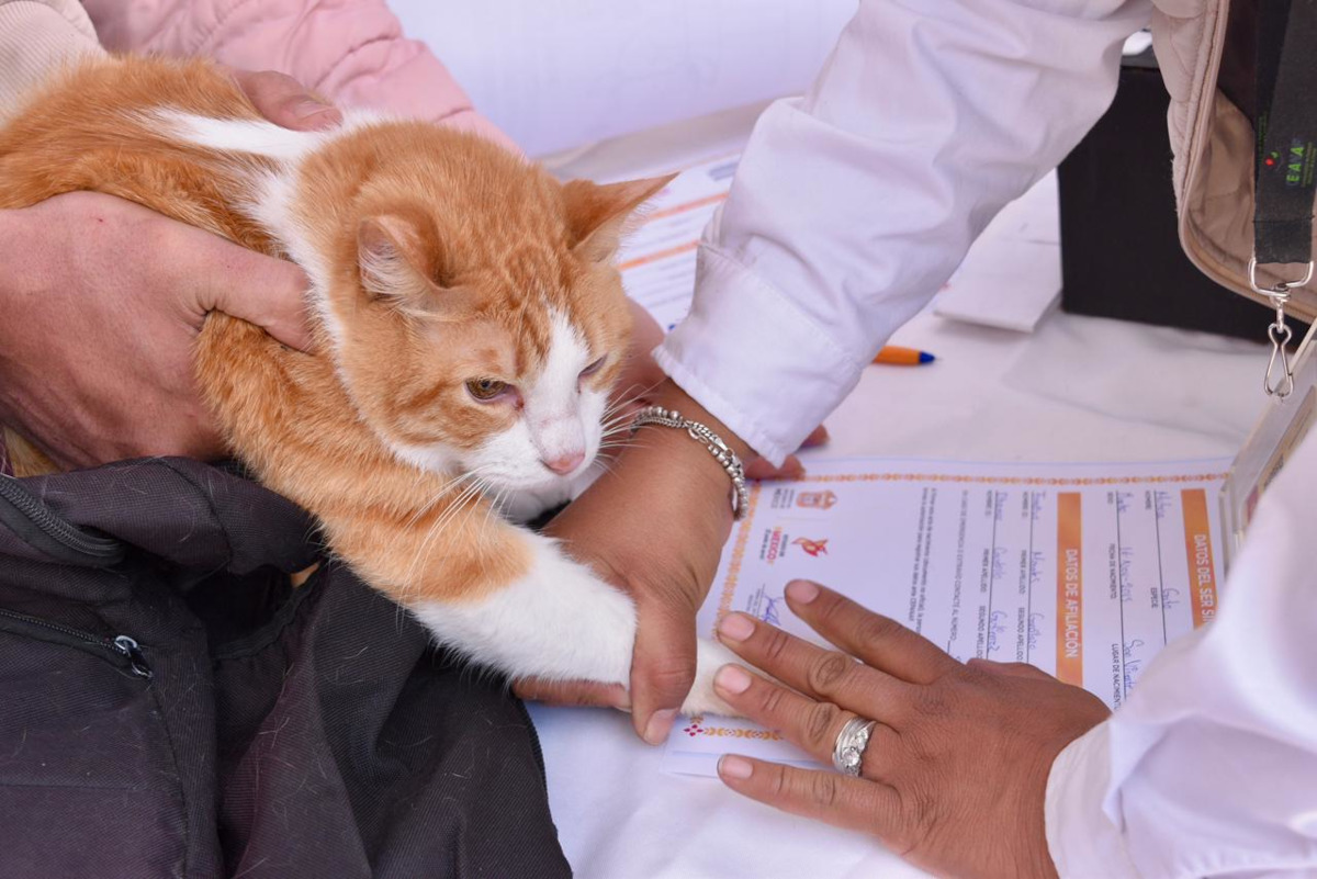 Edomex crea Registro Único de Animales de Compañía con nueva Ley de Bienestar Animal