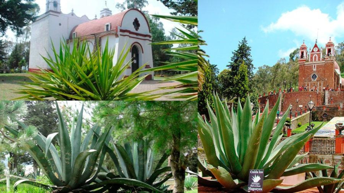 “Miradas del Valle de Toluca”: arte que conecta con la riqueza natural y cultural del campo mexiquense