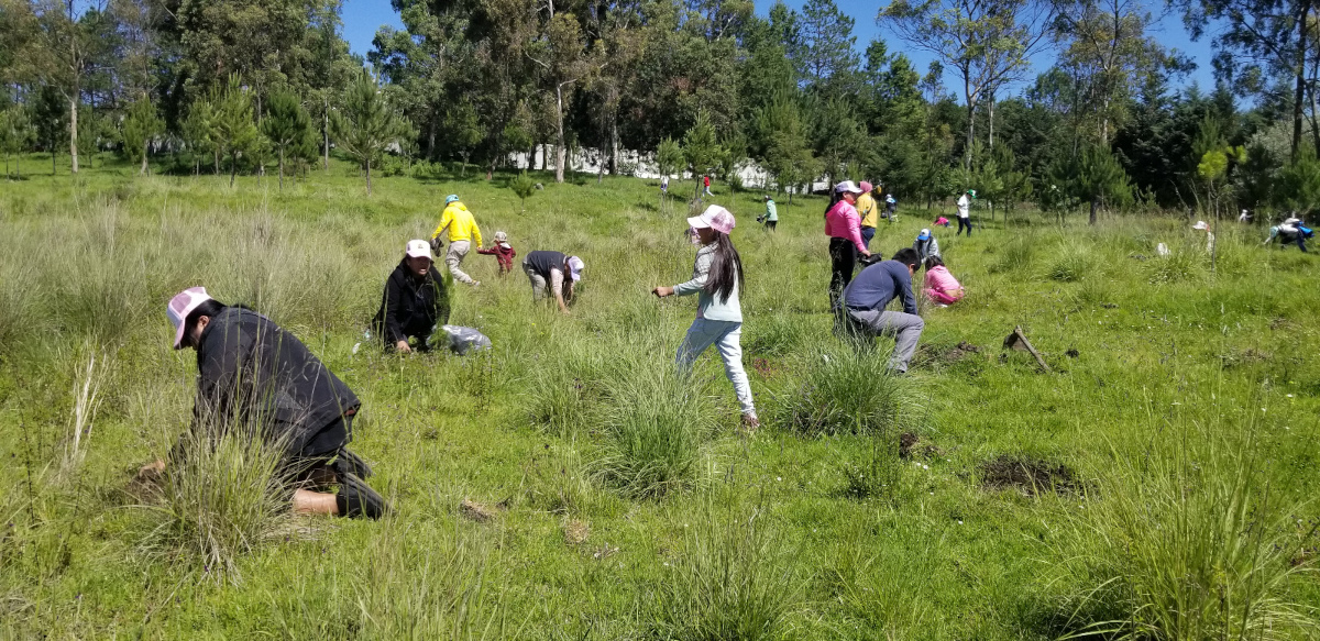 Toluca rplamta árboles en espacios públicos.
