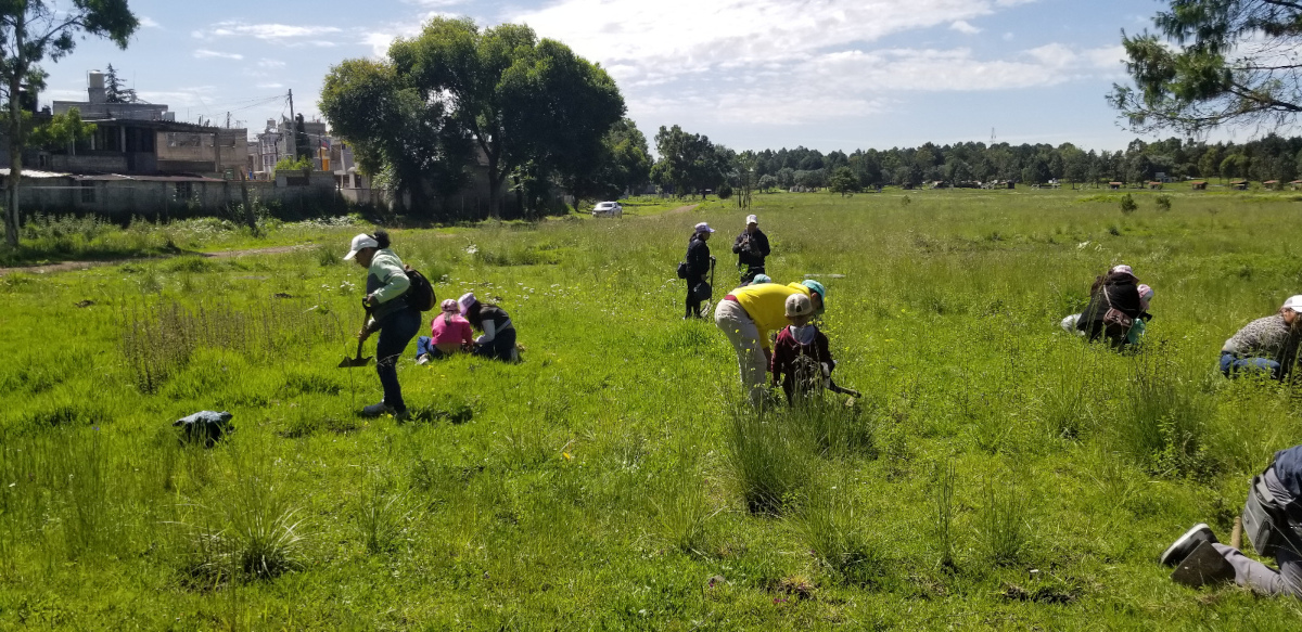 Toluca rplamta árboles en espacios públicos.