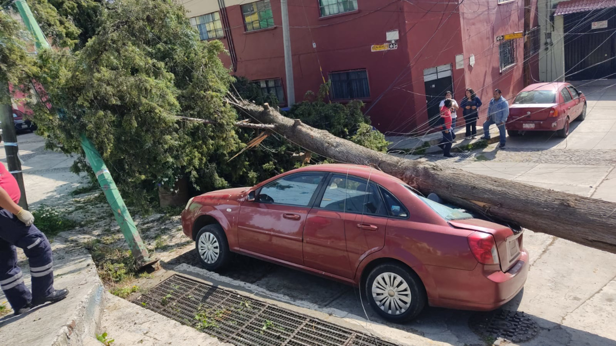 Cae árbol en Toluca.