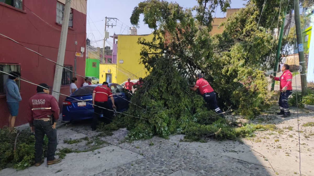 Cae árbol en Toluca.