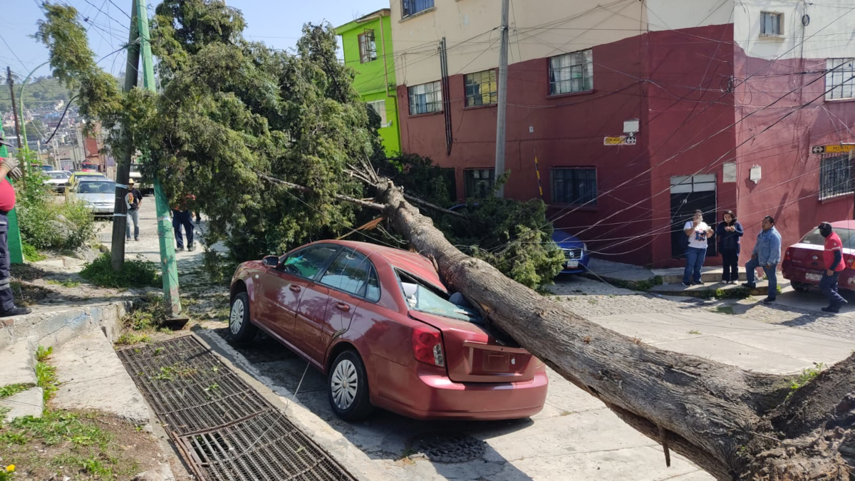 Cae árbol en Toluca.