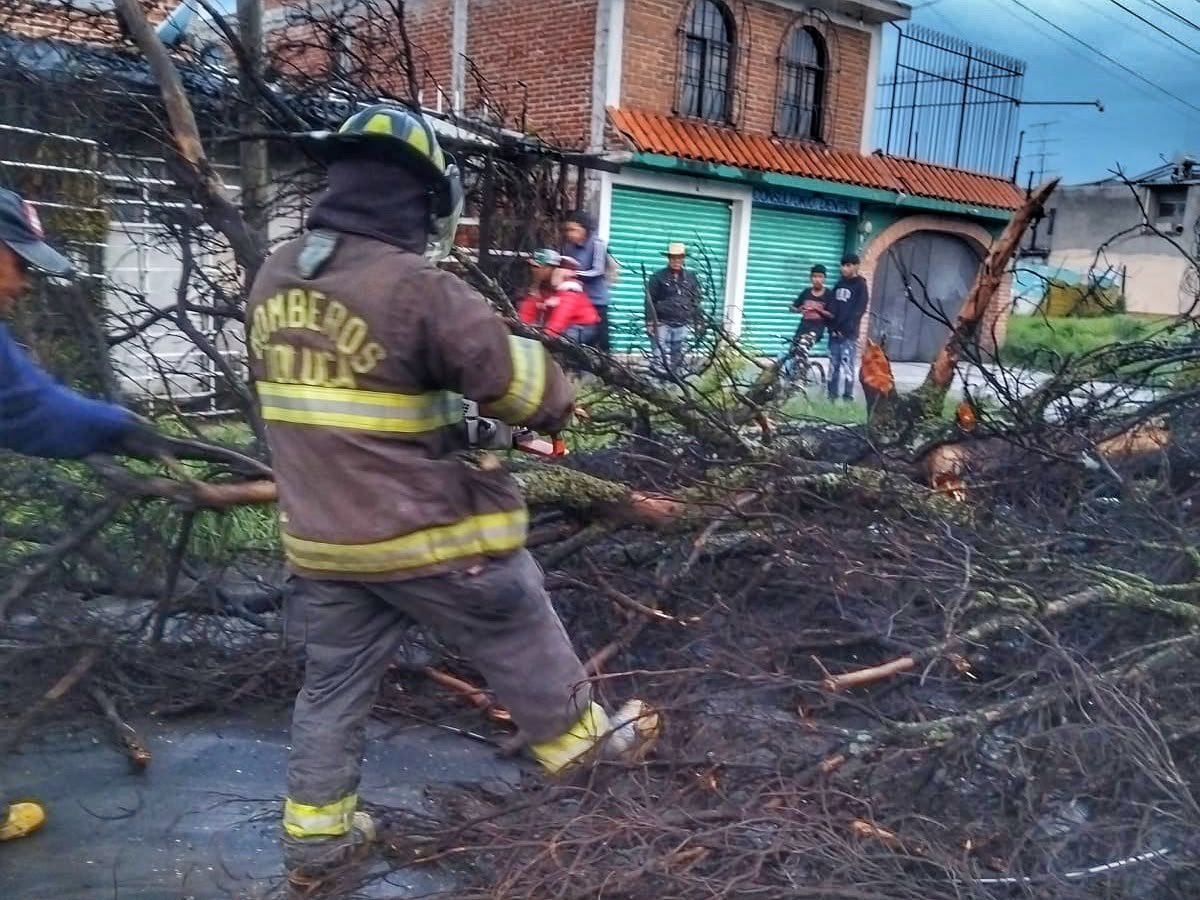 Lluvias derriban árboles en Toluca; atienden emergencias en al menos 10 delegaciones