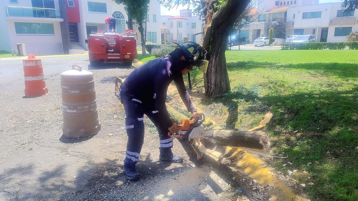 Lluvias han derribado 153 árboles en Toluca; brigadas mantienen operativo preventivo