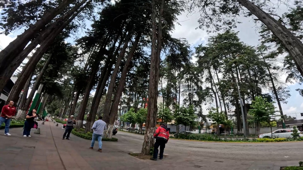 Toluca retirará árboles de Paeo Colón.