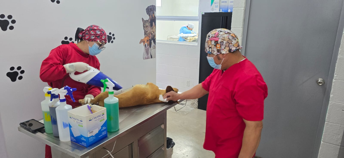 Toluca invita a aprovechar las vacaciones para esterilizar perros y gatos en campaña gratuita de esterlilización.