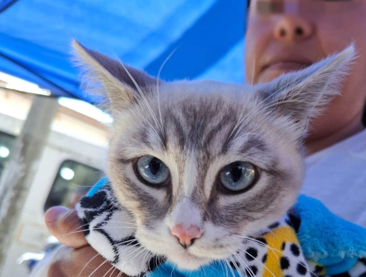 Toluca mantiene vacunación y esterilización gratuita para perros y gatos durante las vacaciones