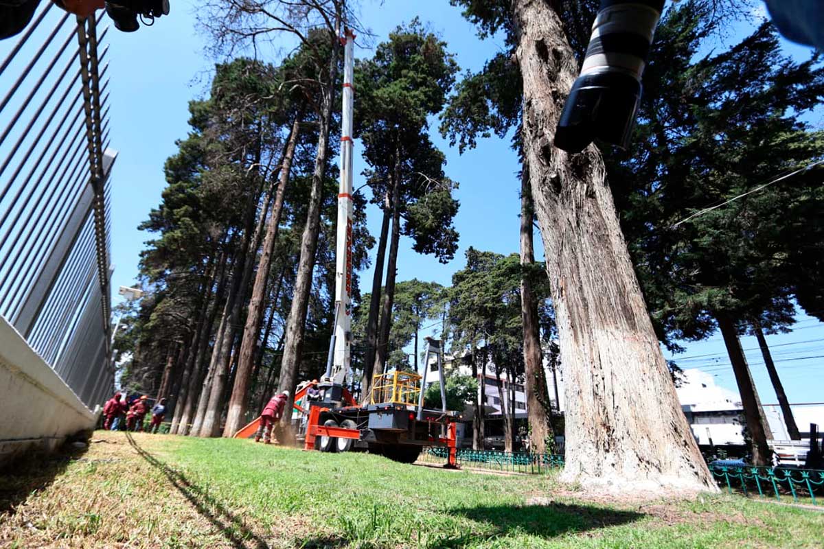 Toluca retirará 24 árboles secos de Paseo Colón por riesgo para la población