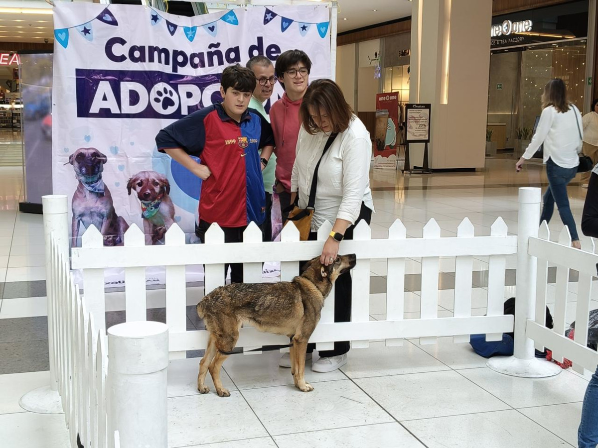 Huixquican logra que 475 perros rescatados encuentren un hogar
