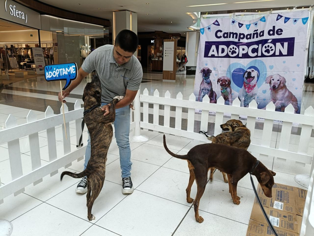 475 perros rescatados de Huixquilucan son adoptados.