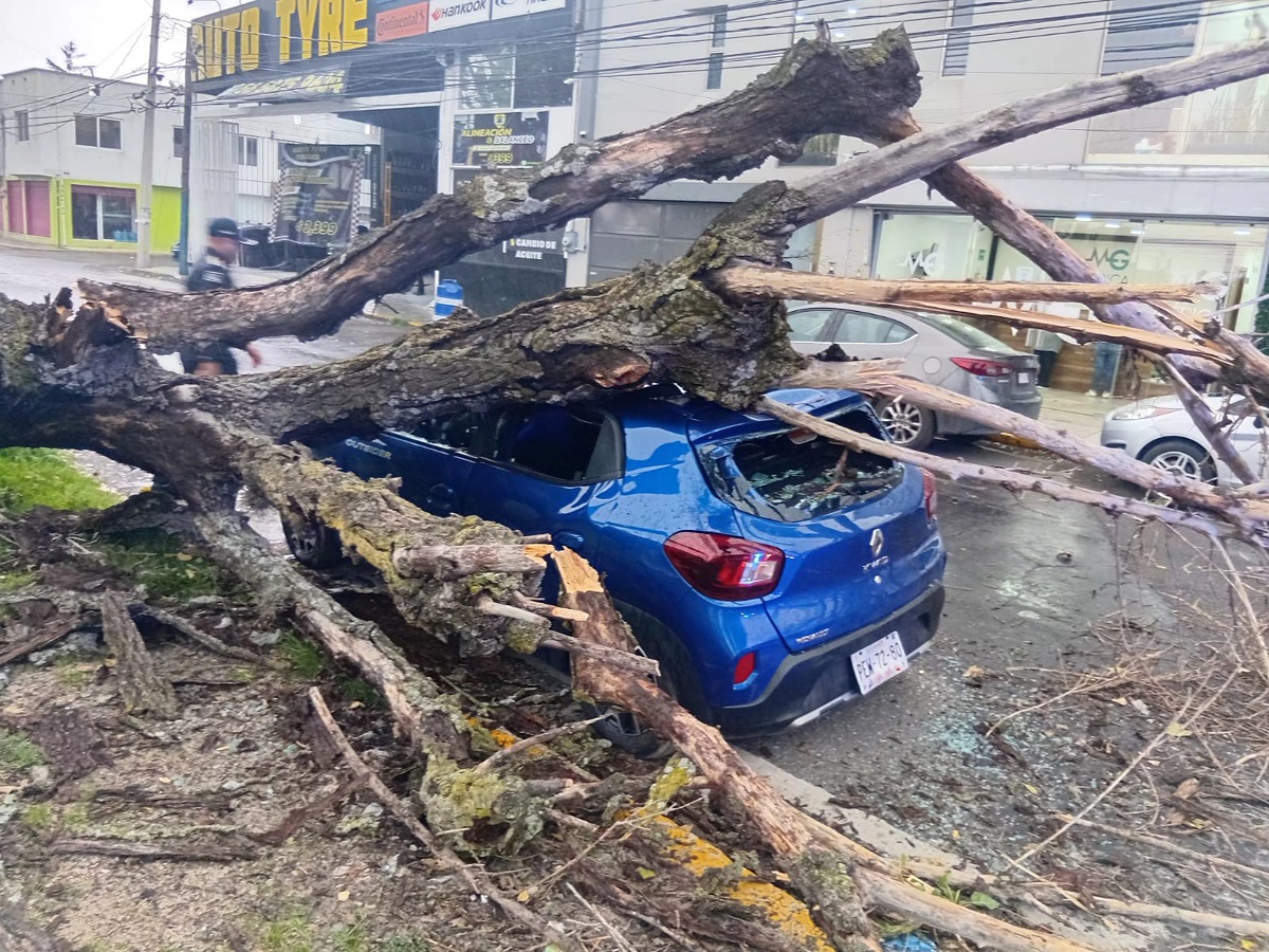 Lluvias derriban árboles en Toluca.