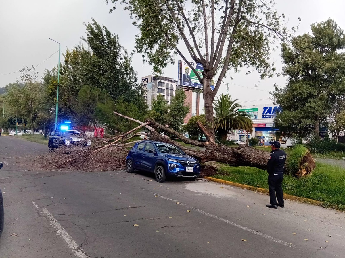 Lluvias y fuertes vientos derriban árboles en Toluca; no hubo personas lesionadas