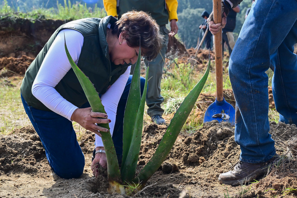 Reforestación en Temoaya: Delfina Gómez encabeza jornada y plantan 4 mil árboles