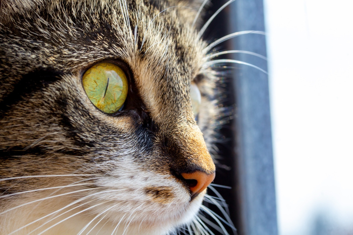 UAEMéx hace recomendaciones para el cuidado de gatos.