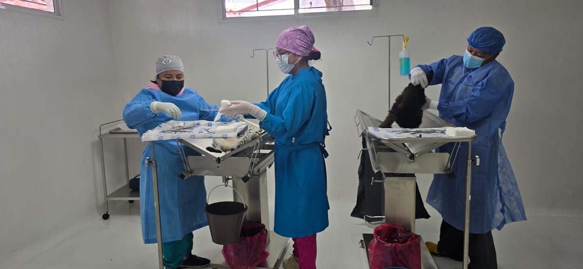 Esterilizaciones en el centro de bienestar animal de Toluca.