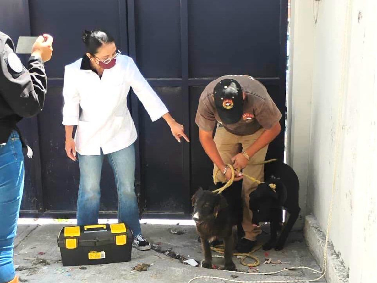 Rescatan a dos perros en domicilio de Toluca.