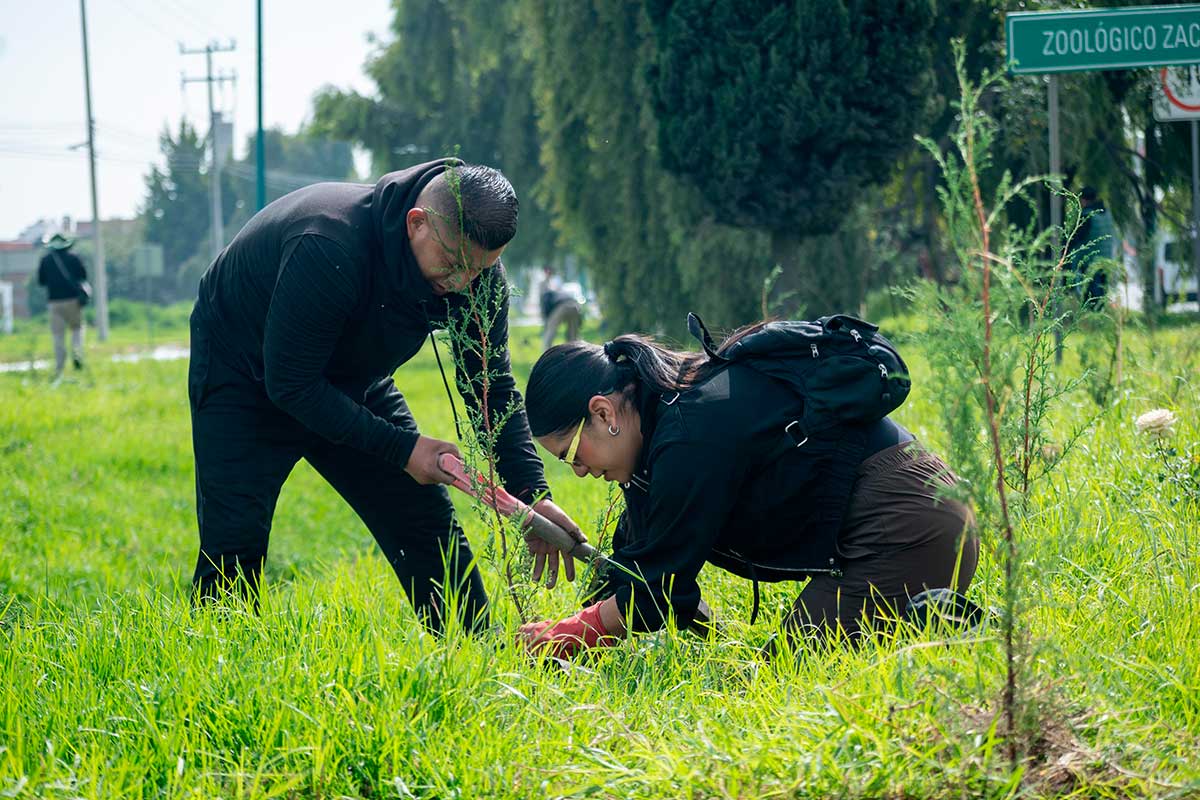 Toluca planta árboles en Calzada del Pacífico.