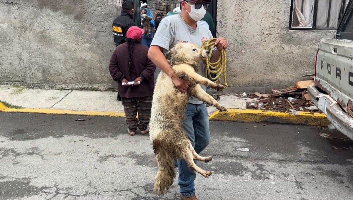 Rescatan a 11 animales por maltrato animal en Toluca