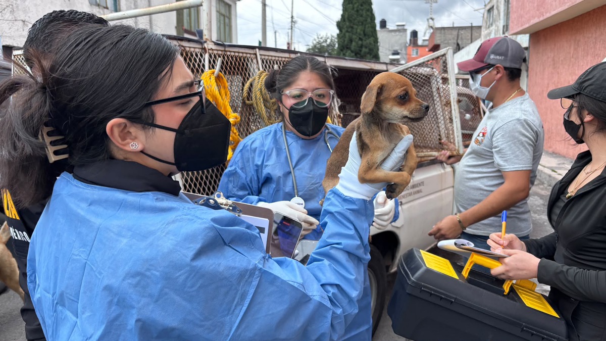 Rescatan a 11 animales por maltrato animal en Toluca