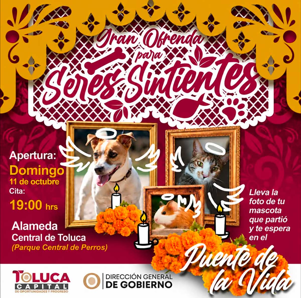 Toluca prepara Gran Ofrenda para recordar a las mascotas en Día de Muertos