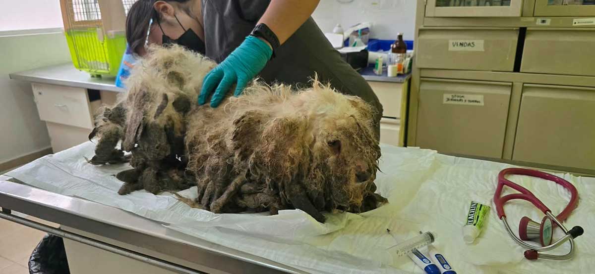 Toluca rescata 18 perros y gatos por maltrato animal.