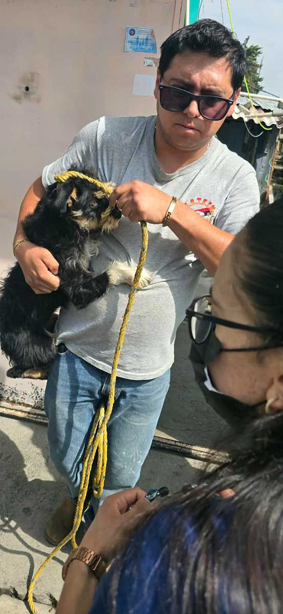 Toluca rescata 18 perros y gatos por maltrato animal.