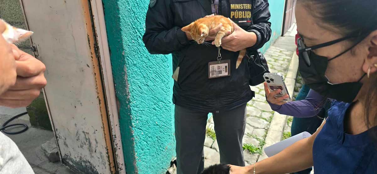 Toluca rescata 18 perros y gatos por maltrato animal.