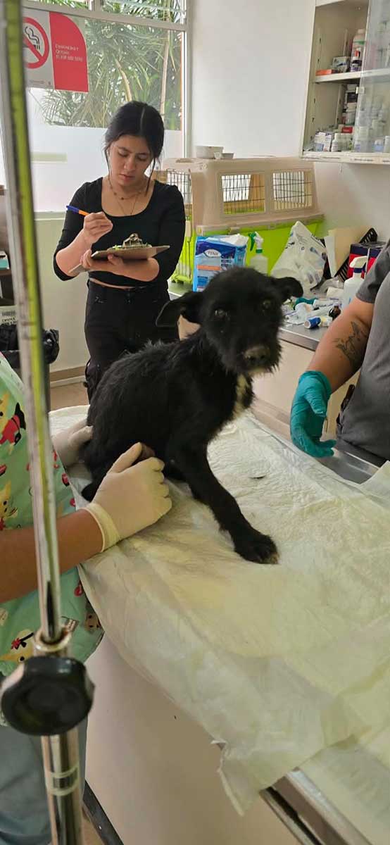Toluca rescata 18 perros y gatos por maltrato animal.
